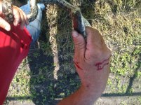 chicken snake that bit me 2.jpg