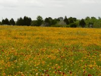 flowers1.jpg