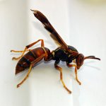 wasp.jpg