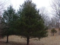cedar tree.jpg