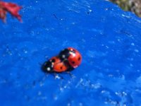 ladybirds.jpg