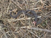 fuel break 2 002.JPG