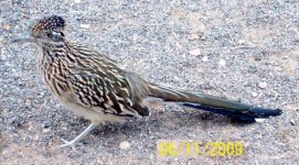 road-runner-2e.jpg