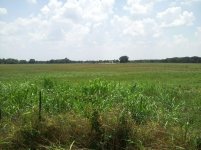 johnsongrass2.jpg
