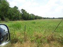 johnsongrass.jpg