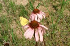 CloudlessSulfur-PurpleConeflower_resize.JPG