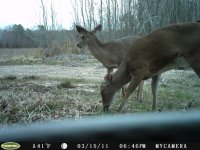 Deer3 204.jpg