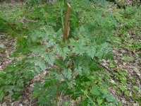 PoisonHemlock3.JPG PoisonHemlock3.JPG