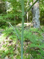 PoisonHemlock2.JPG PoisonHemlock2.JPG