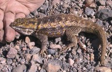 scaley-1.jpg