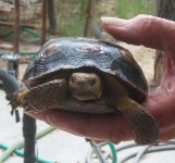 turttle-4.jpg