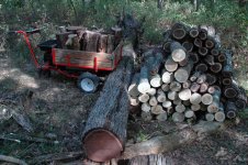 Firewood At Stump.jpg Firewood At Stump.jpg