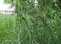 458838-cicadas.JPG