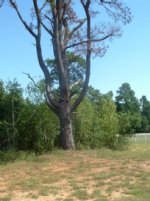 503735-Picture 003.jpg