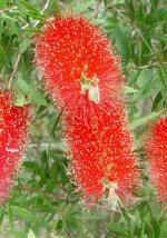 414638-bottlebrushbloom.jpg