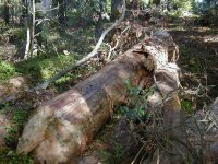 547033-graveyard.jpg