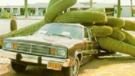 504157-cactus.jpg