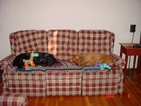 415301-dogs3.jpg