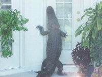 547525-Florida Gator....a.jpg