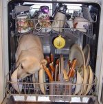 369800-Dog Dishwasher.jpg