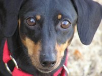 369952-closeup.JPG