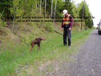 460840-BabyMoose070104.jpg