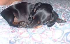 416093-littlecody.jpg