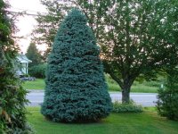 460924-BlueSpruce.jpg