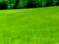 grasshopper on field.JPG