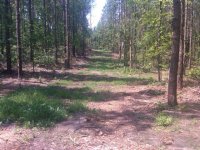 food plot 6-24-12.JPG