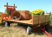 pid_40917-Amish-Made-Compact-Farm-Wagon--50.jpg