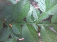 ForumRunner_20120626_145920.png