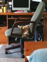 yoda napping in computer chair.jpg