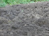 Surface after double dug with manure fork.JPG Surface after double dug with manure fork.JPG