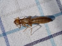 Dragonfly larva shell cropped.jpg Dragonfly larva shell cropped.jpg