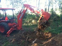 stumps.jpg