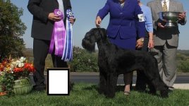 Giant Schnauzer for TBN.jpg