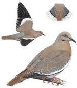 white wing.jpg