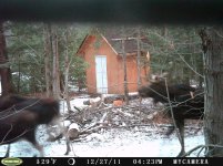 Three Moose.jpg