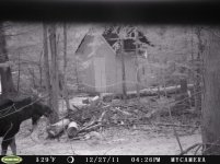 Bull Moose.jpg