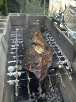 Pig2.jpg