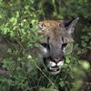 cougar_sc54-cougarjoe-picasa-ss.jpg