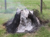 Stump.JPG