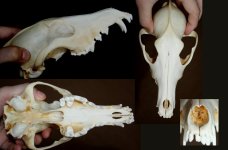 coyote_skull_fs_by_nimgaraf-d5ctd2g.jpg