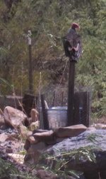 buzzard 1.jpg