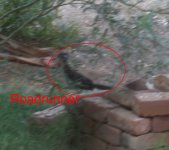 road runner 1.jpg