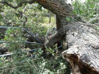 oaktree2.jpg