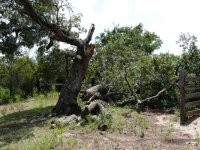 oaktree1.jpg