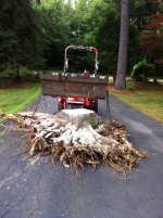 Linden Tree removal_009.jpg