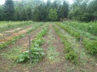 garden 70312.jpg
